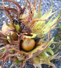   Fruit:   Corylus colurna ; Photo by Ekenitr, flickr.com
